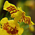 butterfly orchid-s