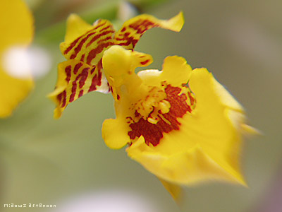 Butterfly Orchid