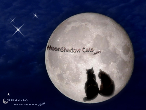 mooncats