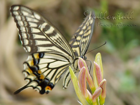 swallowtail0410